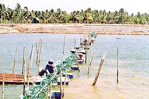 Sóc Trăng sẽ hạn chế thiệt hại về tôm nuôi nước lợ