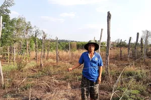 Người dân xã Ia Blứ trồng chanh dây do Công ty Tuấn Đại An cung cấp giống  nhưng không có quả, buộc dân phải chặt bỏ