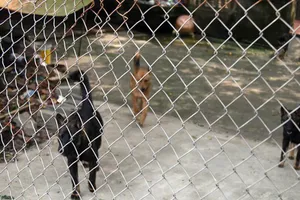 Nhiều địa phương “bất lực” với chó thả rông