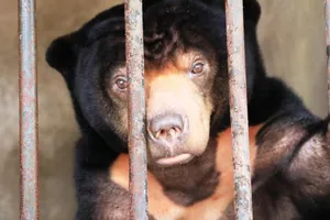 Không nuôi nhốt động vật hoang dã trong khuôn viên trường học