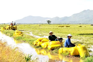 Quy tụ nông dân vào HTX nông nghiệp là vấn đề cấp thiết hiện nay
