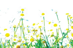 Hôn nhau như đã từng