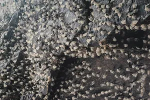 241 hang yến ở các đảo ven biển miền Trung  