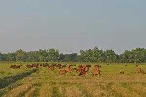 Nuôi bò tập trung đã mang lại lợi ích kinh tế cao cho nhiều nông dân ở thị xã Điện Bàn