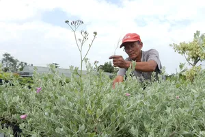 Đồng bằng sông Cửu Long tất bật vào vụ hoa tết