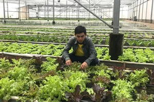 Sản xuất theo quy trình VietGAP, GlobalGAP  để có sản phẩm an toàn. Ảnh: Thanh Hải 