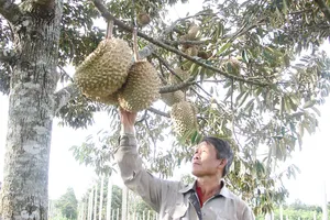 Người dân lo ngại về thị trường tiêu thụ sầu riêng