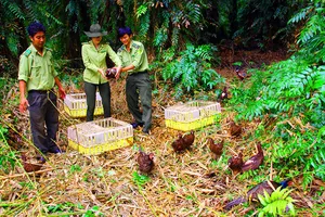 Cán bộ kiểm lâm thả chim trĩ đỏ về Khu bảo tồn thiên nhiên lung Ngọc Hoàng