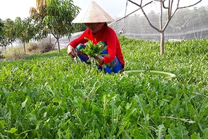 Sản phẩm từ sâm biển Bến Tre xuất khẩu sang Hoa Kỳ