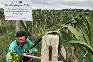 Mô hình trồng thanh long kiểu giàn chữ T