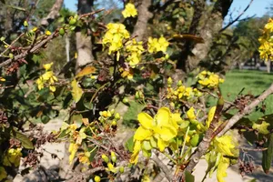 Thừa Thiên - Huế: Hoa mai đồng loạt nở rộ