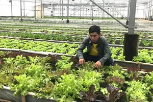 Trồng rau ứng dụng công nghệ cao để tăng giá trị sản phẩm. Ảnh: THANH HẢI