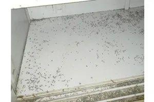 Hàng trăm con muỗi chết trong một tủ giày tại nhà dân ở phường 12 quận Bình Thạnh