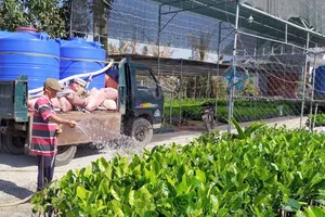 Người dân huyện chợ Lách (Bến Tre) phải mua nước ngọt  để tưới cho cây giống. Ảnh: TRUNG KHÁNH