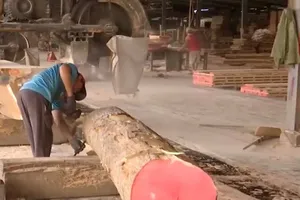 Nguồn nguyên liệu gỗ nhập về của Công ty CP Tavico Đồng Nai  chỉ còn khoảng 70% so với trước