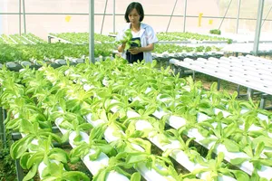 Khu nhà sản xuất rau quả thủy canh chống hạn  tại Trường Đại học Quang Trung. Ảnh: NGỌC OAI