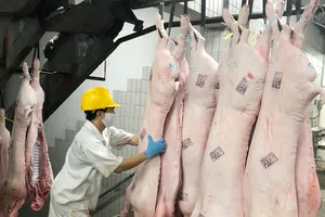 Tăng lượng thịt heo để đáp ứng nhu cầu tiêu dùng  của người dân trong nước 