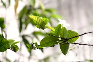 Đôi chim trao trảo