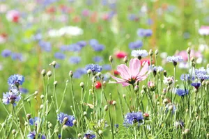 Như cỏ cây hòa quyện