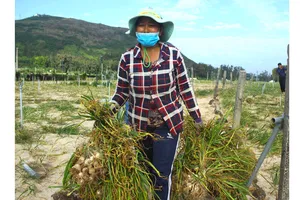 Người dân trồng tỏi trên đất đảo Lý Sơn mong muốn  giải quyết triệt để nạn giả mạo tỏi Lý Sơn. Ảnh: NGUYỄN TRANG