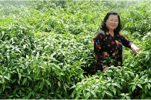 Bà Bảy Nga bên cánh đồng dược liệu