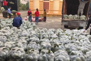  Ổi Thanh Hà, tỉnh Hải Dương chuẩn bị được chở lên Hà Nội tiêu thụ thông qua các nhóm thiện nguyện. Ảnh: HƯƠNG GIANG 