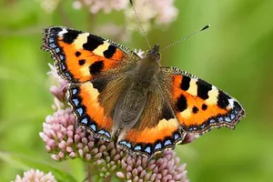 Một loại bướm đầm lầy đang bị đe dọa tuyệt chủng ở Anh