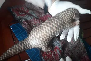 Người dân giao nộp cá thể tê tê vàng quý hiếm