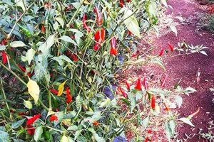 Bình Định: Ớt rớt giá, nông dân bỏ rụng