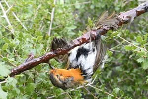 Pháp: Cấm hành vi bẫy chim bằng keo dính