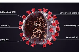 Chuyên gia WHO: Khả năng SARS-CoV-2 sẽ phát triển giống virus cúm