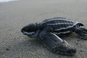  Thánh địa rùa biển ở Mexico bị đe dọa 