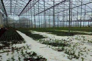 Khắc phục thiệt hại mưa đá tại Đà Lạt