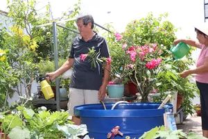 Không chỉ tạo mảng xanh trong nhà, bà Phạm Thị Kim Chi  còn ươm cây con tặng bạn bè, hàng xóm