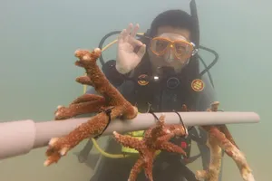 Những nhánh san hô được nuôi cấy trên giàn và được theo dõi kỹ sự phát triển. Ảnh: NVCC