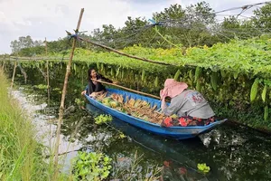 Chiếc xuồng con, ghe nhỏ thân thuộc nơi miền sông nước. Ảnh: TUẤN NGUYỄN