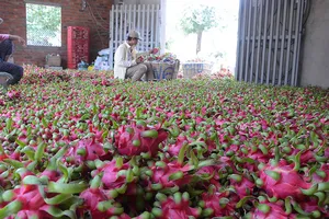 Long An “gỡ rối” quyền bảo hộ giống thanh long