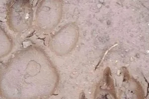 Xác minh “dấu chân thú lạ” ở Sơn La