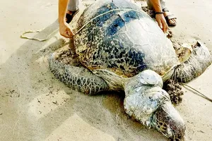 Điều tra nghi án sát hại vích ở Côn Đảo