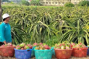 ĐBSCL: Nhiều loại nông sản được giá