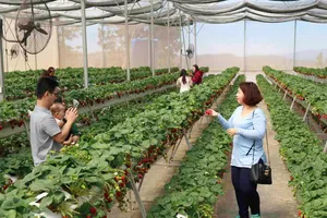 Lâm Đồng xây dựng xong quy chế quản lý du lịch canh nông