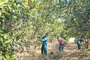 Các chiến sĩ dân quân giúp gia đình ông Điểu Hiếu phát quang vườn điều