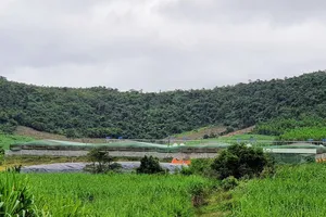 Vụ trại heo gây ô nhiễm ở Phú Yên: Xử phạt và giám sát chặt việc khắc phục