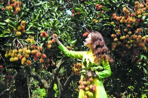 Thưởng thức chôm chôm tại vườn là thú vui của người dân địa phương và du khách. Ảnh: VĂN HỢP