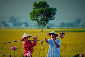 Mùa sen - Vụ lúa