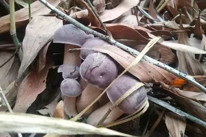 Phú Quốc: Người dân đổ xô đi hái nấm tràm