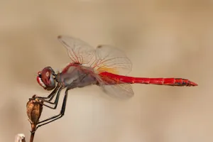 Thuốc làm từ chuồn chuồn