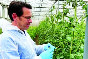 Frans Carree, nhà lai tạo hữu cơ tại Công ty De Bolster của Hà Lan, đang cố gắng phát triển một loại cà chua kháng virus gây bệnh quả nâu nhăn. Ảnh: Euronews