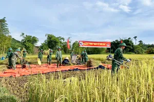 Đồn Biên phòng cửa khẩu A Đớt, Bộ đội Biên phòng tỉnh Thừa Thiên Huế giúp người dân thu hoạch lúa chạy bão