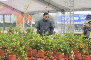 Đào, quất xuống phố, ảm đạm người mua 